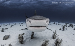 Big Pimpin

Large tiger shark comes in for a closer look by Ken Kiefer 